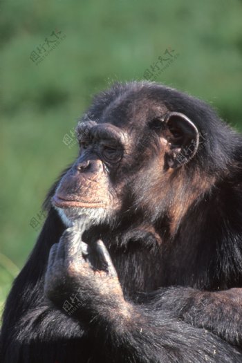 黑猩猩摄影