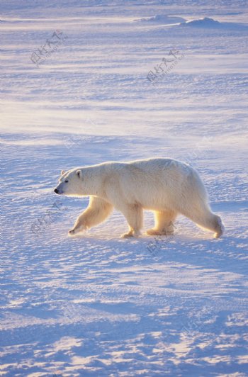 雪地里的北极熊