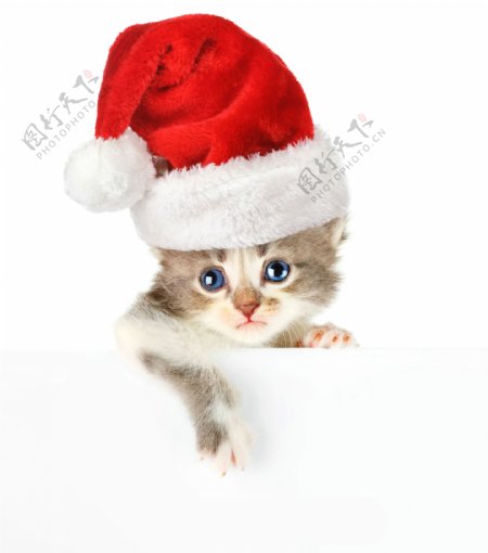 戴圣诞帽的小猫