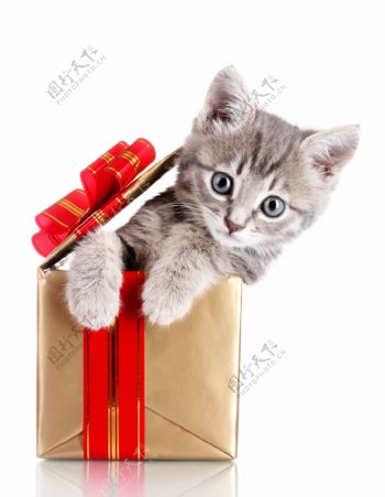 礼物里的小猫