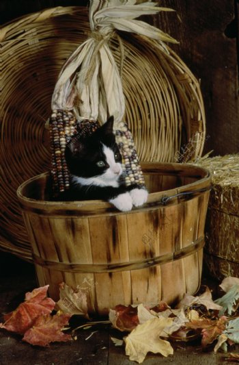 木桶里的小猫