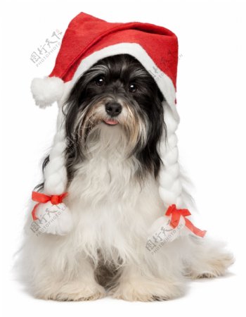 可爱的圣诞帽小狗