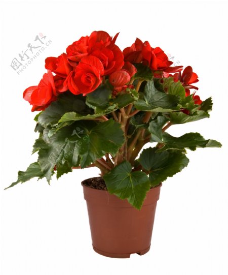 鲜红艳丽的玫瑰花