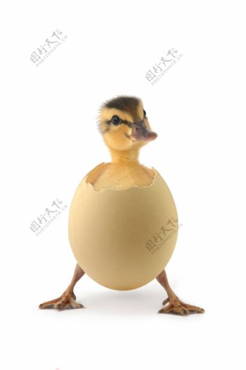 蛋壳里的小鸭