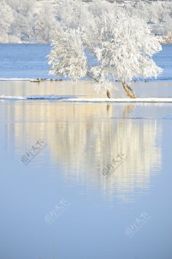 冬天湖泊树木