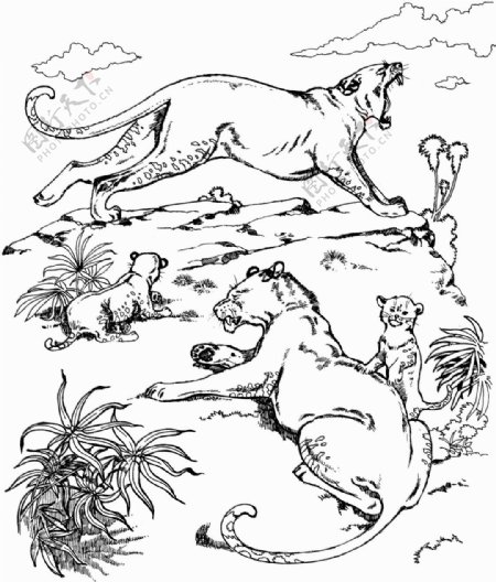 手绘动物画动物素描