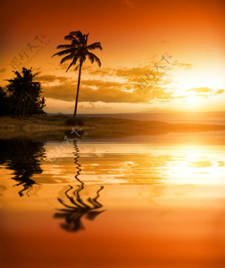 海边小岛上的椰子树