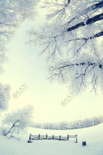 美丽雪地树木风景