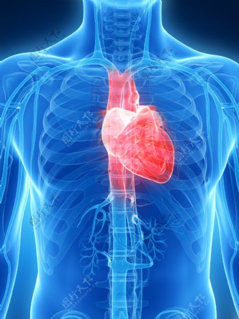 人体心脏器官图片