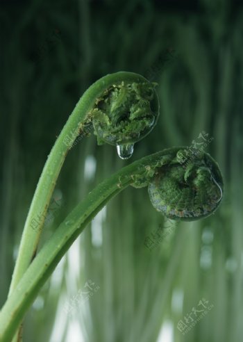 蕨菜摄影高清图片