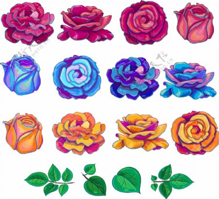 各种颜色玫瑰插图系列