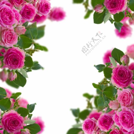 玫瑰花边框图片