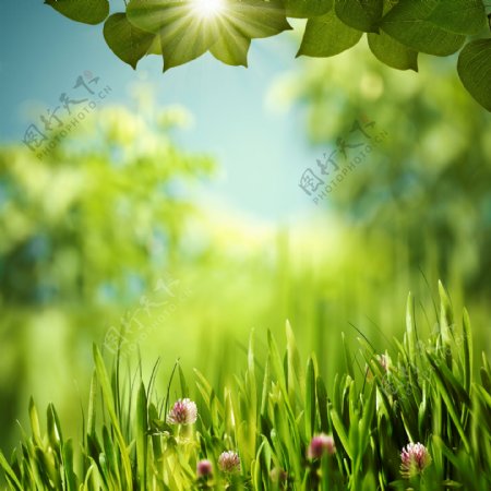 草地绿叶和阳光图片