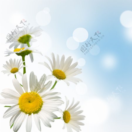 洁白的花朵图片