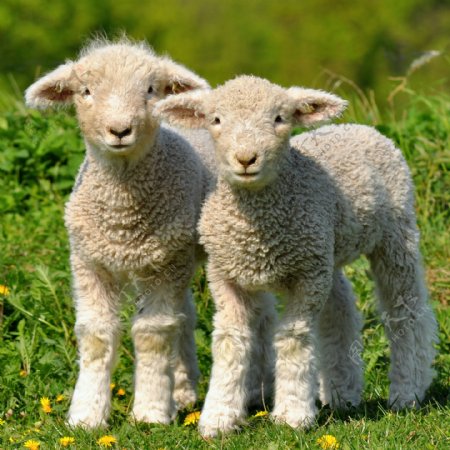 草地上的两个羊羔图片