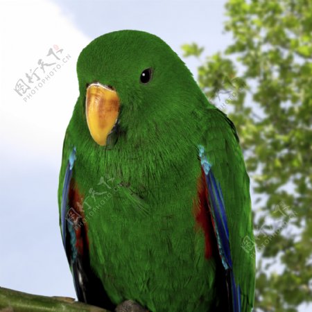 绿色鹦鹉图片