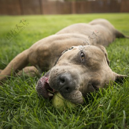 躺在草坪中的小狗图片