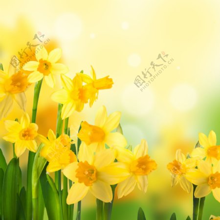 光斑与黄色花朵图片
