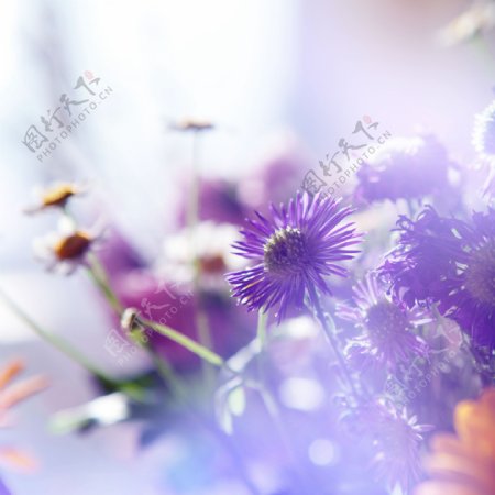 紫色梦幻鲜花背景图片