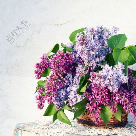 紫色花卉盆景图片