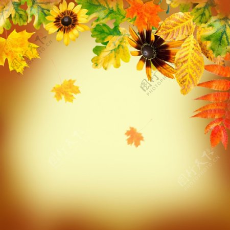 鲜艳的叶子和黑心金光菊图片