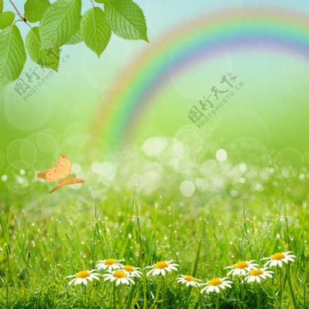 春天树叶彩虹与鲜花草地图片