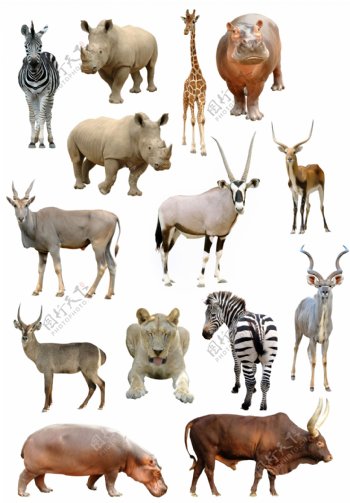 14种野生动物高清图片
