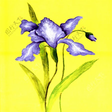 无框紫色花图片