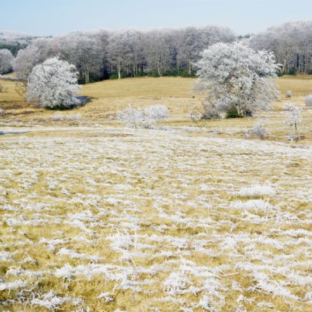 冬天草地树林风景图片图片