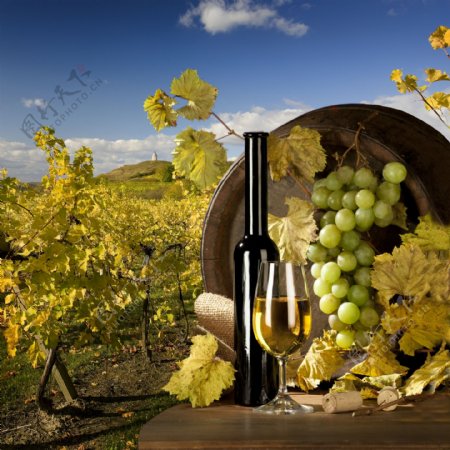 葡萄园里的葡萄酒图片