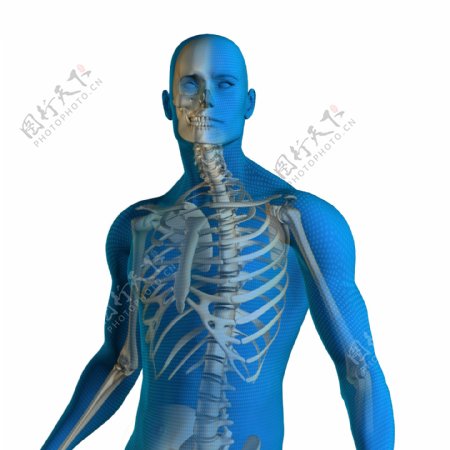 人体骨骼CT图片