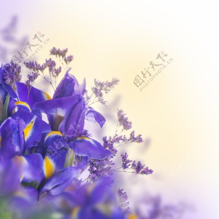 紫色水仙花