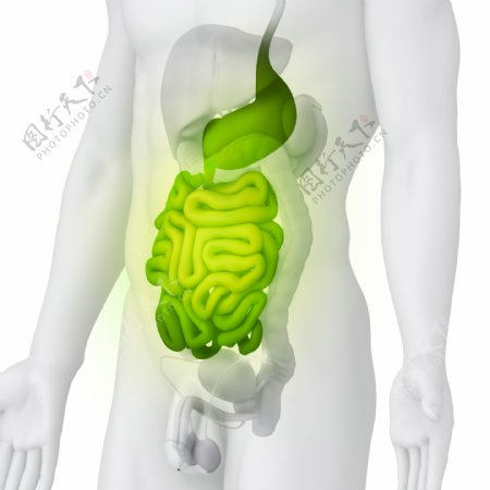 男性肠胃器官图片