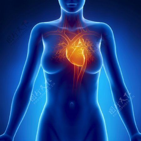 女性人体心脏血管器官图片