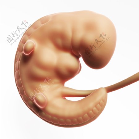 开始发育的胎儿图片