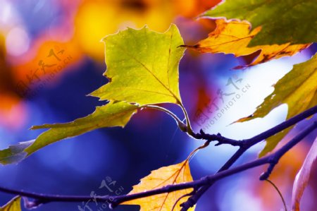 秋天里的树叶摄影图片