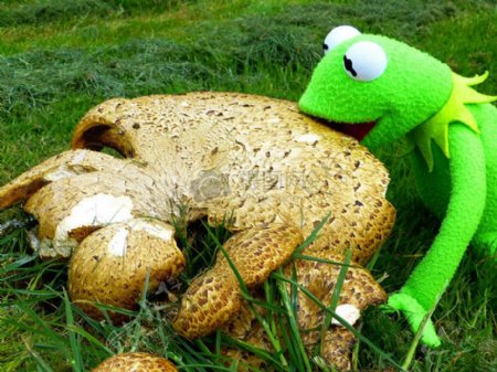 草地上的青蛙玩偶