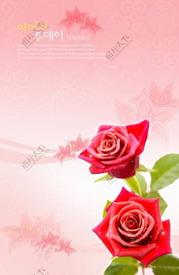 粉红色玫瑰底图