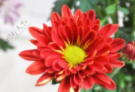 高清红色菊花图片