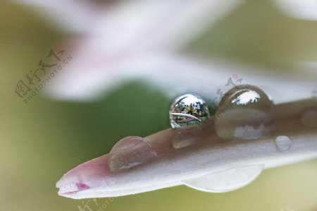 雨后秋菊娇欲滴