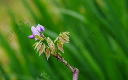 紫藤花卉