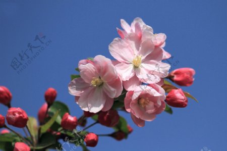 春天的海棠花