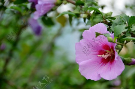 粉色木槿花