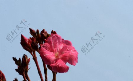 粉色和白色的夹竹桃花卉