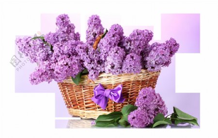 装满篮子的紫色丁香花png