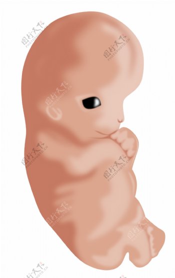 胚胎七周