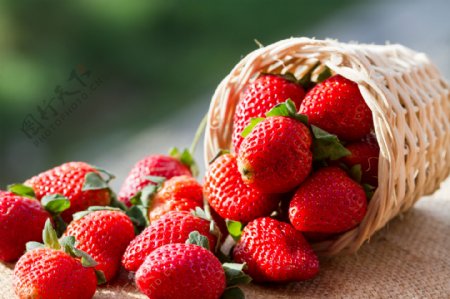 美味的草莓图片