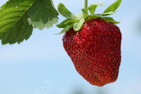 枝上的草莓图片