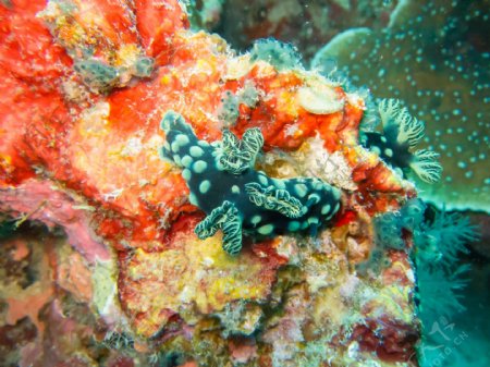 海底珊瑚与不明生物图片