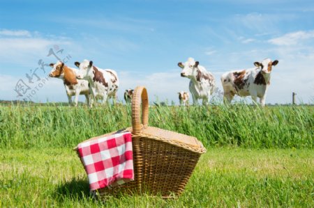 草地上的奶牛与竹篮图片